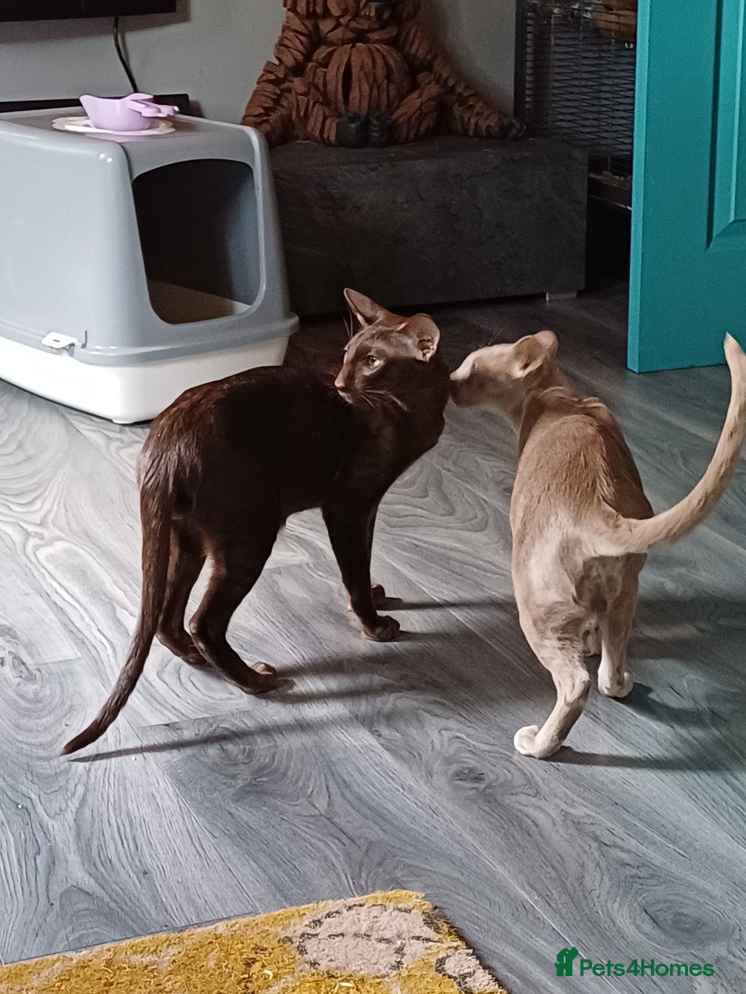 Oriental cats for sale: 2 male oriental short-hair  - Image 5