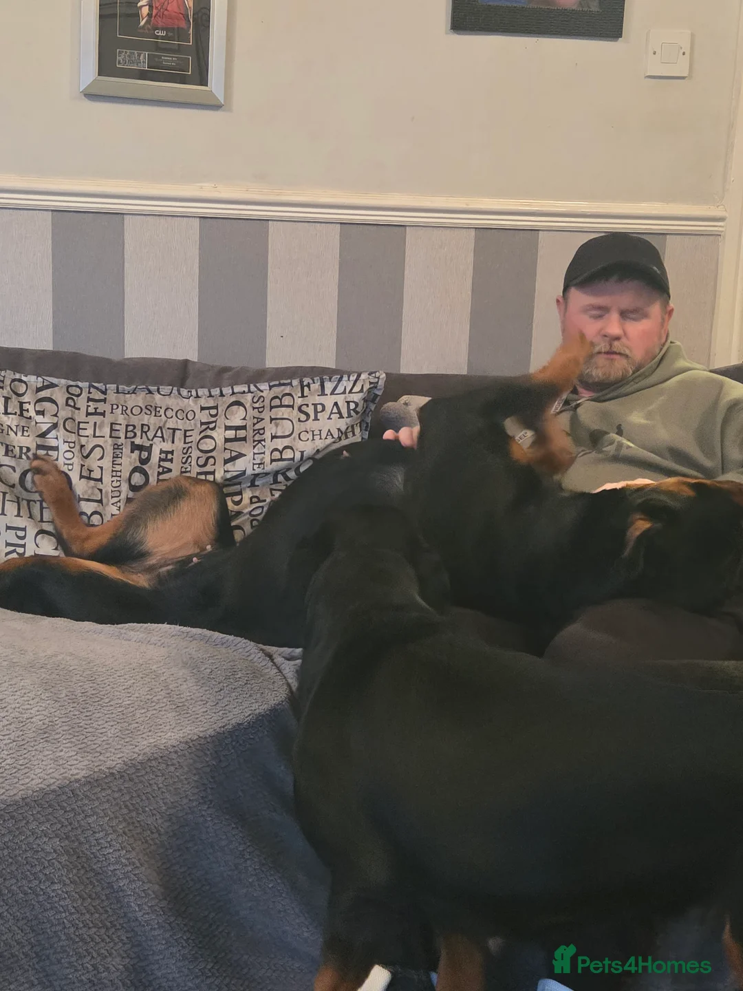 Rottweiler dogs for sale: Stunning ruby  - Advert 8