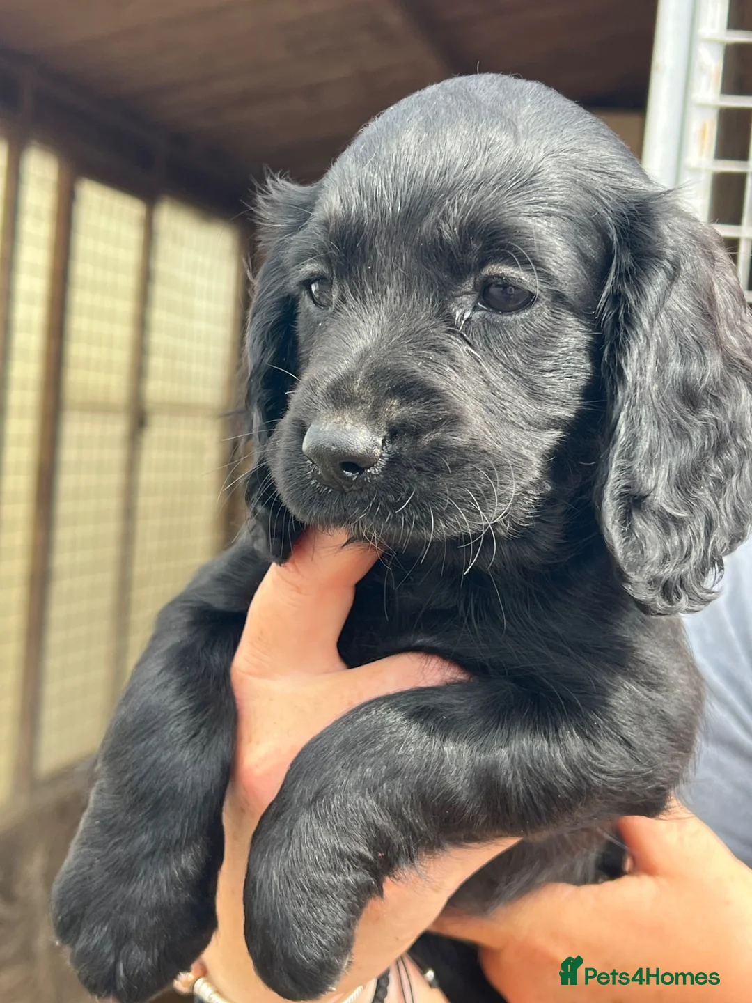 Cocker Spaniel dogs for sale: Cocker pups - Advert 2