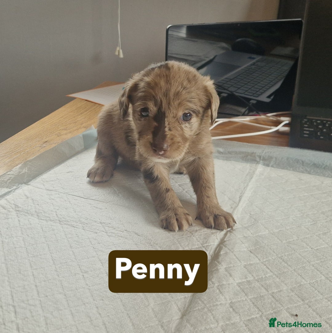 Labradoodle dogs for sale: Chocolate Merle Labradoodle+Australian Labradoodle - Image 8