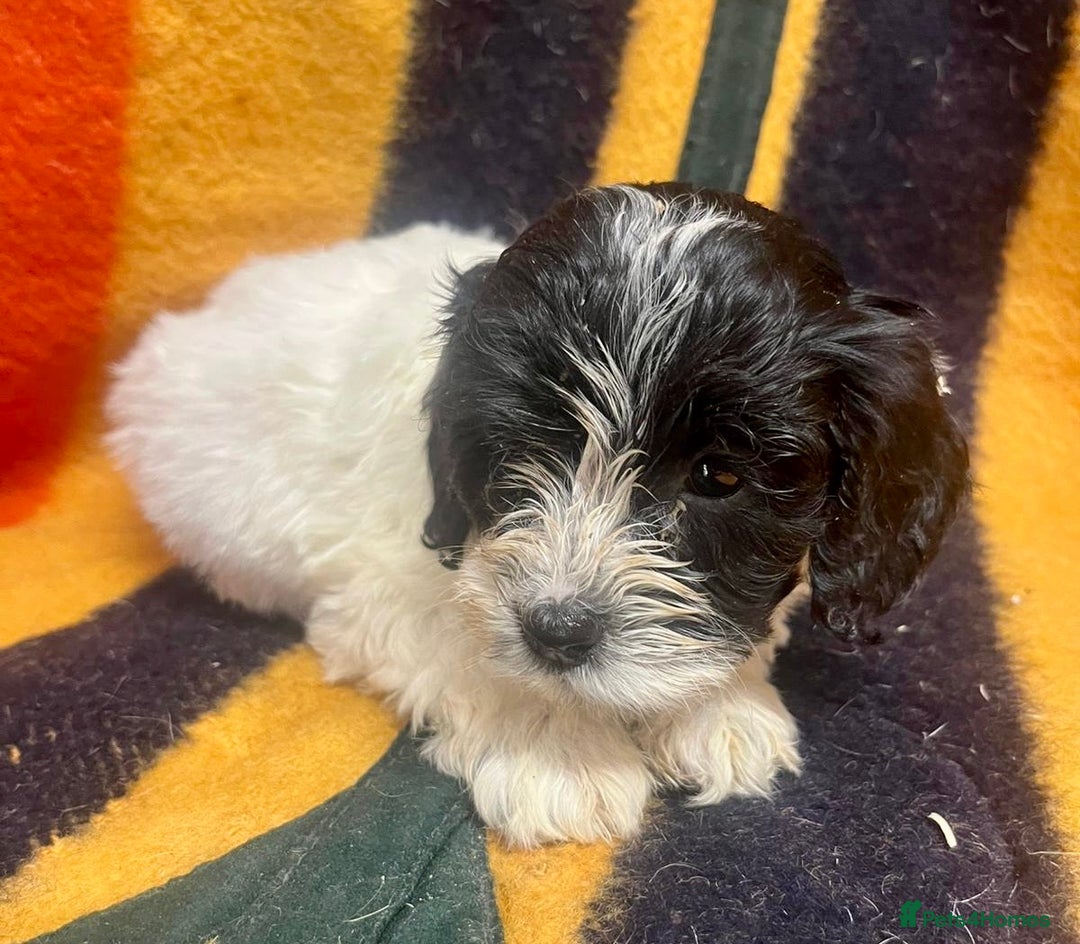 Cockapoo dogs for sale: F1 Cockapoo Puppies.  - Image 12