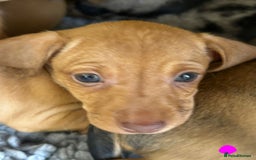 Mixed Breed dogs for sale: Dachshund x Jack russell - Image 6
