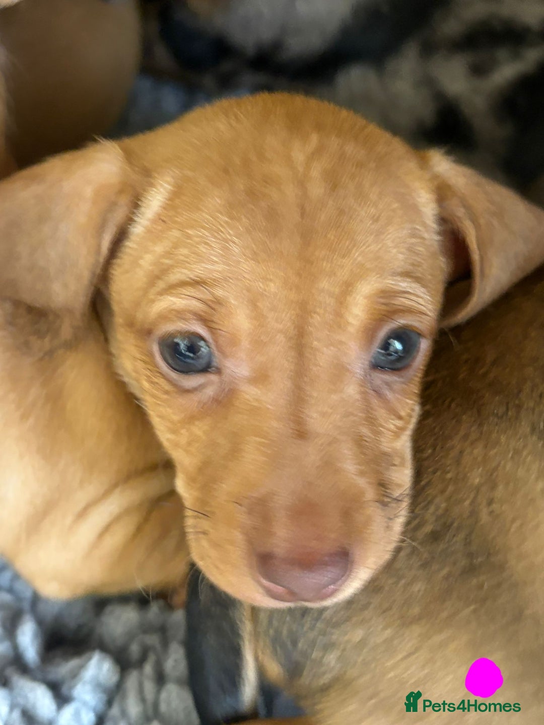 Mixed Breed dogs for sale: Dachshund x Jack russell - Image 6