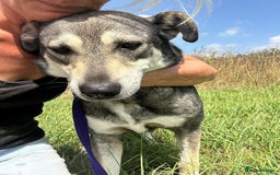 Mixed Breed dogs for adoption: Shirley - Norwich Norfolk  - Image 2