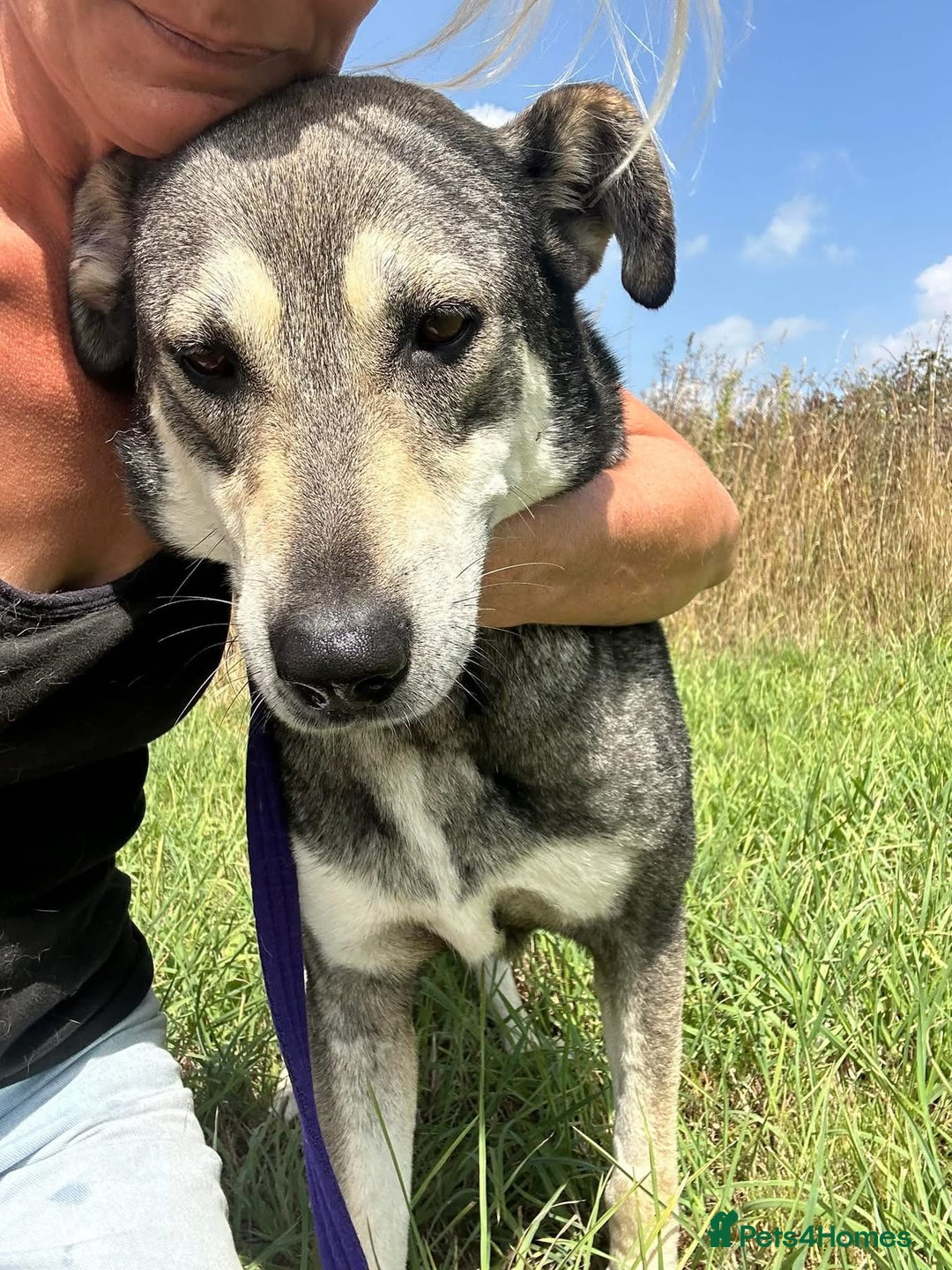 Mixed Breed dogs for adoption: Shirley - Norwich Norfolk  - Image 2