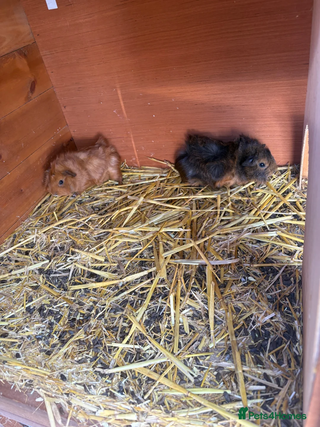 Guinea Pig rodents for sale: Family of guinea pigs  - Advert 3