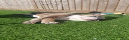 Mixed Breed dogs for sale: Stanley  - Advert 4