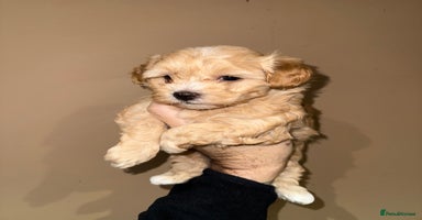 Maltipoo dogs 🩷🩵Stunning Toy Maltipoo Girl Available🩵🩷 - Advert 16