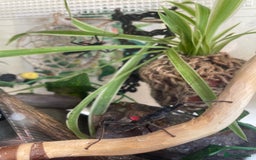 Stick Insects invertebrates for sale: Black beauty stick insects with setup - Image 4