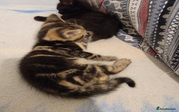 Mixed Breed cats for sale: Beautiful kittens for sale - Advert 11