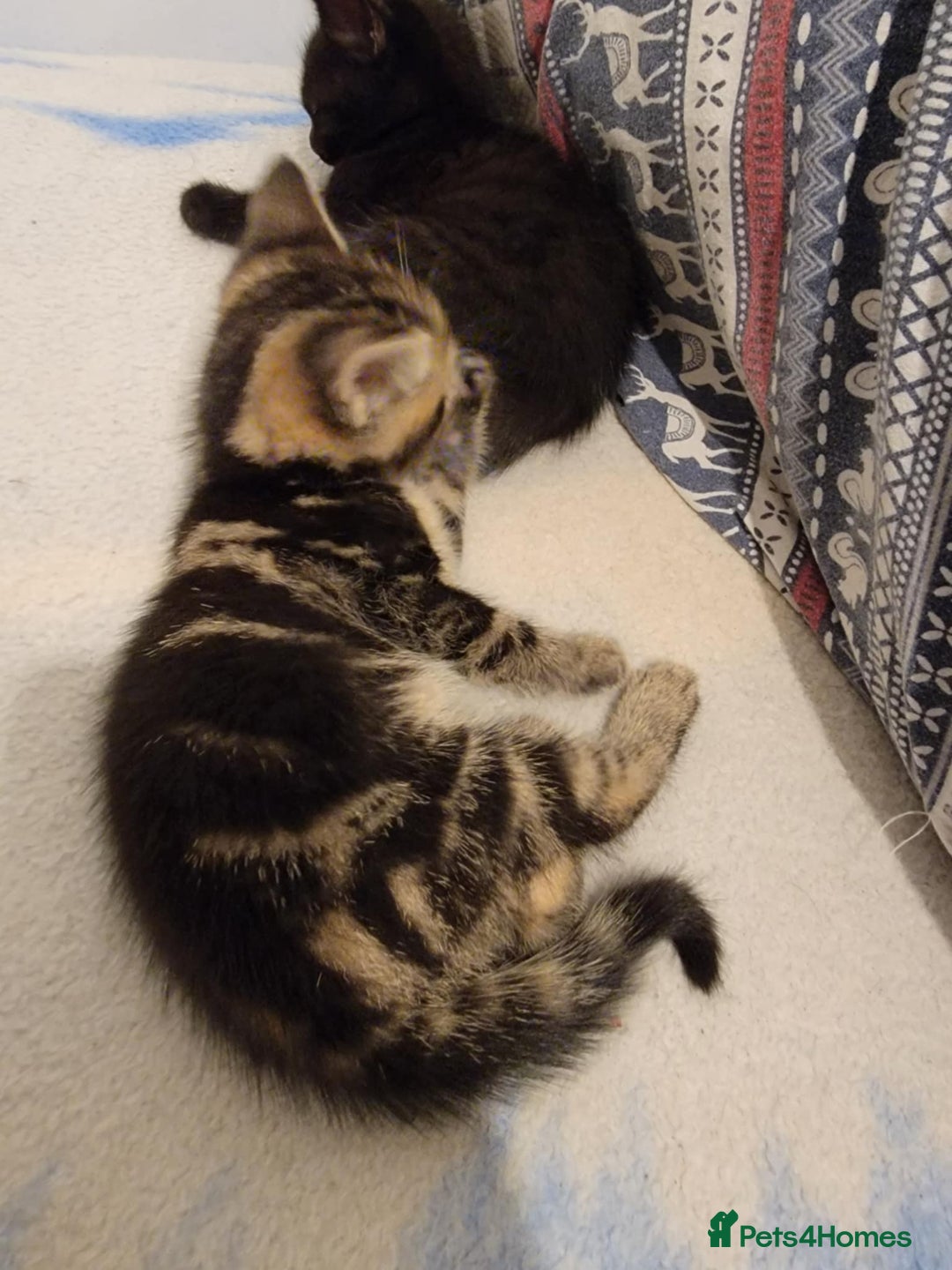 Mixed Breed cats for sale: Beautiful kittens for sale - Advert 11