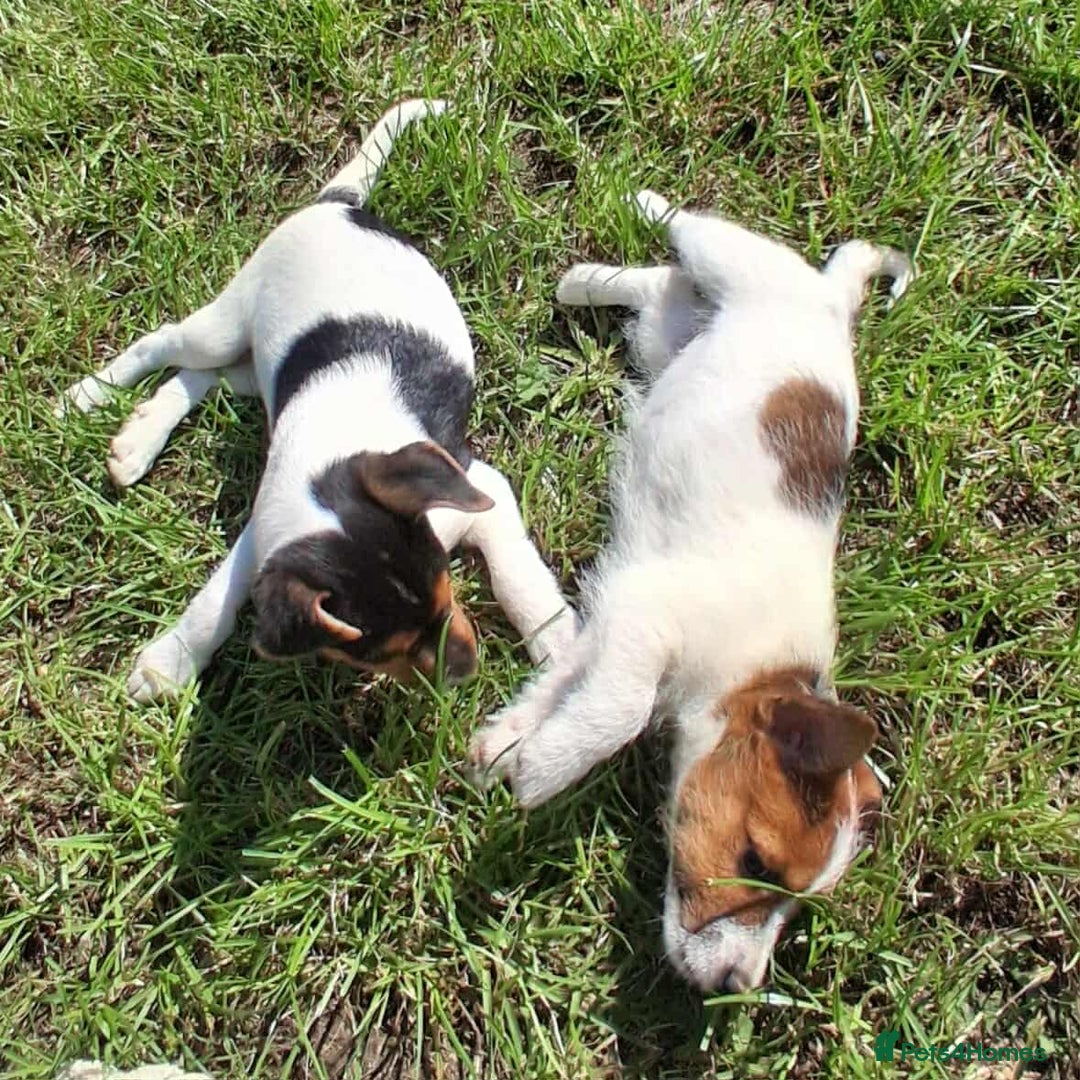 Jack Russell dogs for sale: Pure Jack Russell puppies - Image 18