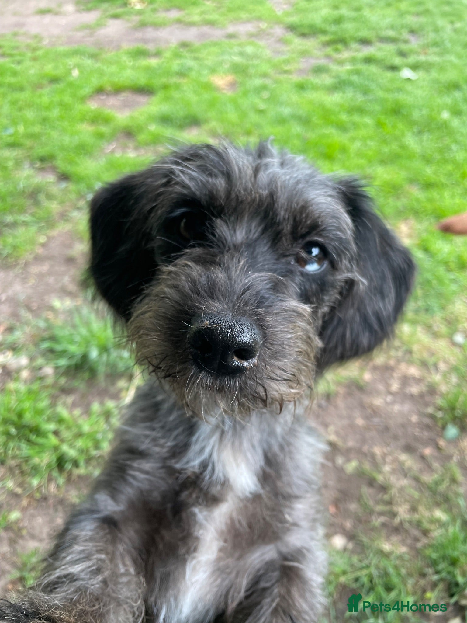 Doxiepoo dogs Doxiepoo Puppies 💖 Last two remaining !!  - Advert 4