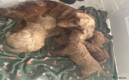 Cockapoo dogs for sale: Toy cockapoo pups - Image 7