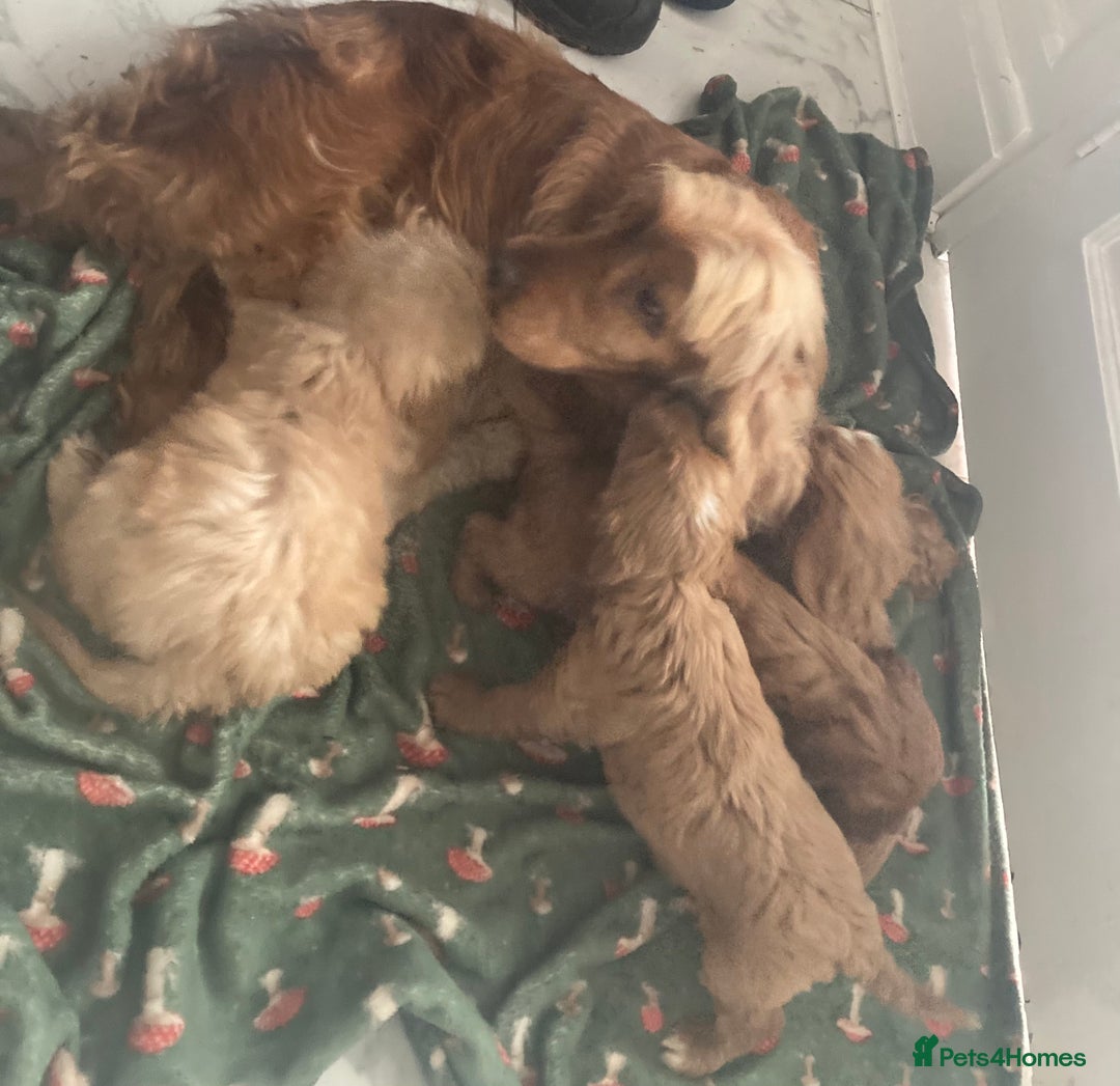Cockapoo dogs for sale: Toy cockapoo pups - Image 7