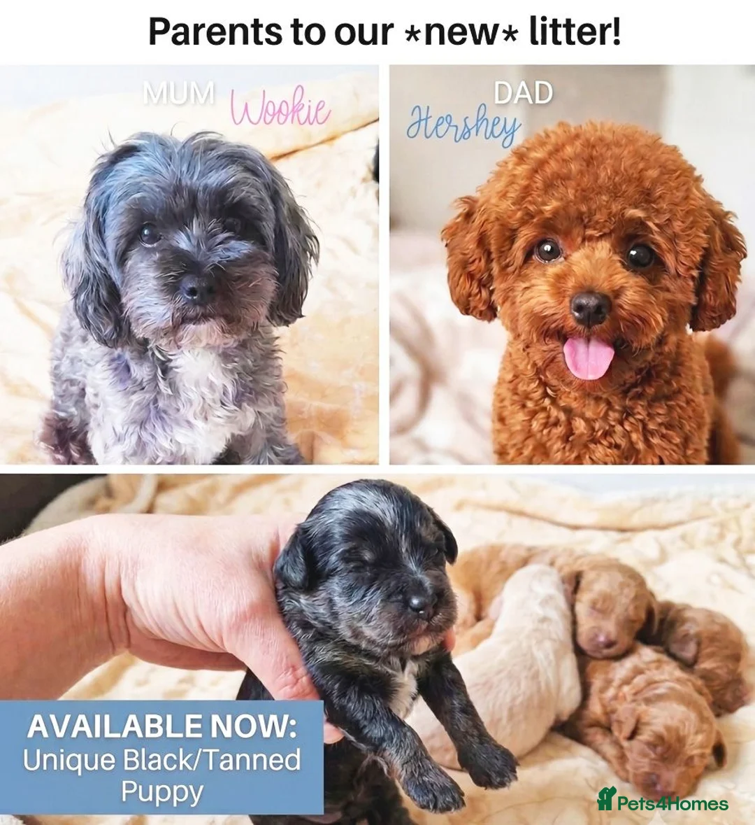 Maltipoo dogs for sale: 1 BLACK TAN BOY AVAILABLE!F1b Asian Maltipoo Puppy - Advert 1