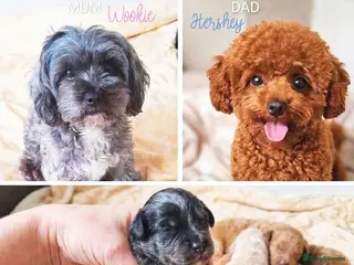 Maltipoo dogs 1 BLACK TAN BOY AVAILABLE!F1b Asian Maltipoo Puppy - Advert 2