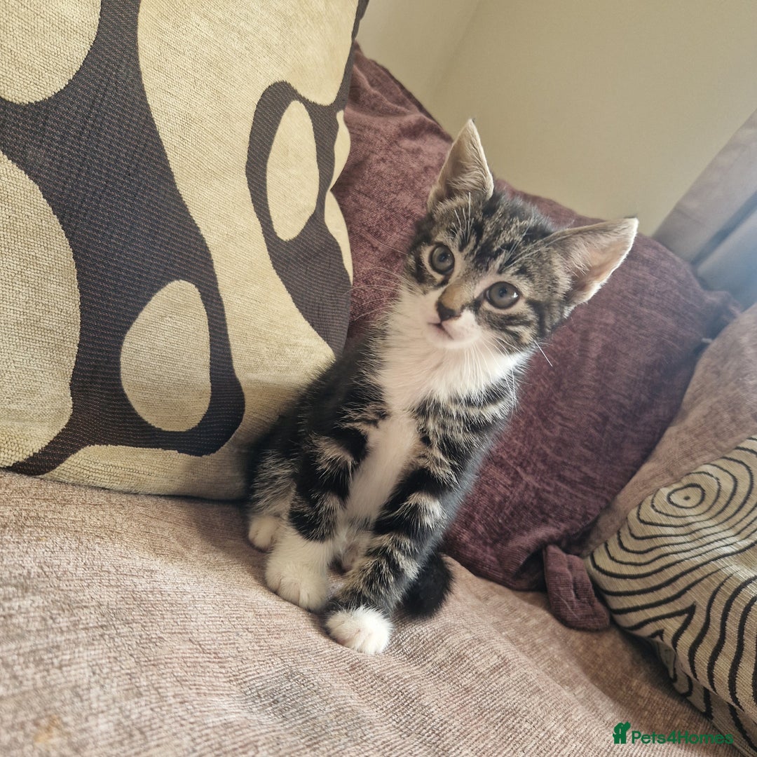 Mixed Breed cats for sale: Stunning kitty's please read full ad  - Image 2