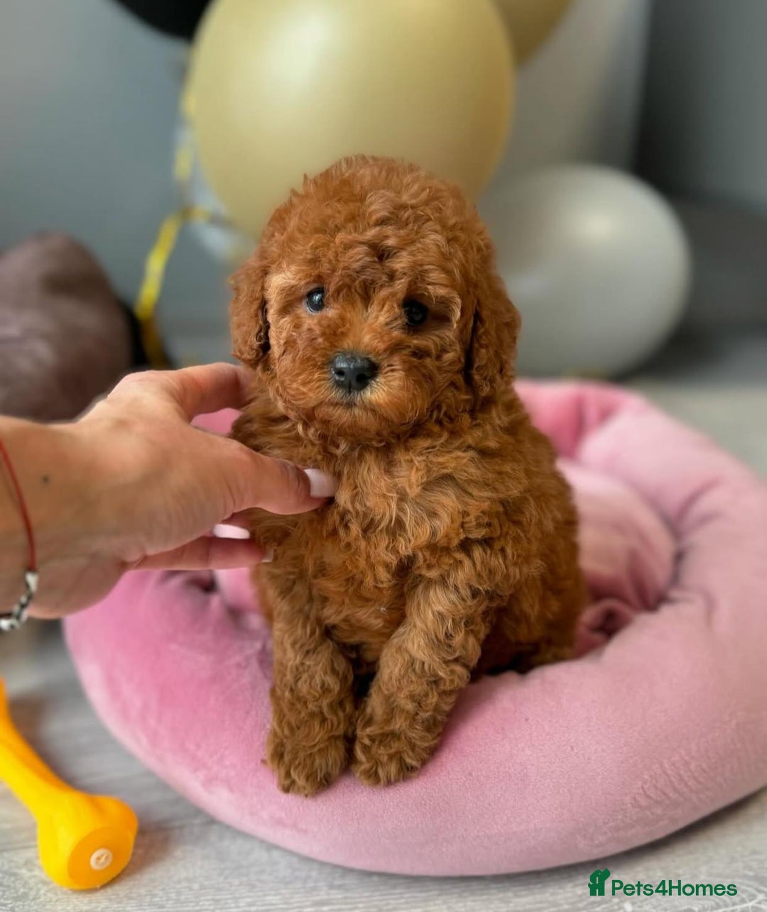 Maltipoo dogs for sale: Gorgeous Toy Maltipoo Puppies! - Image 8