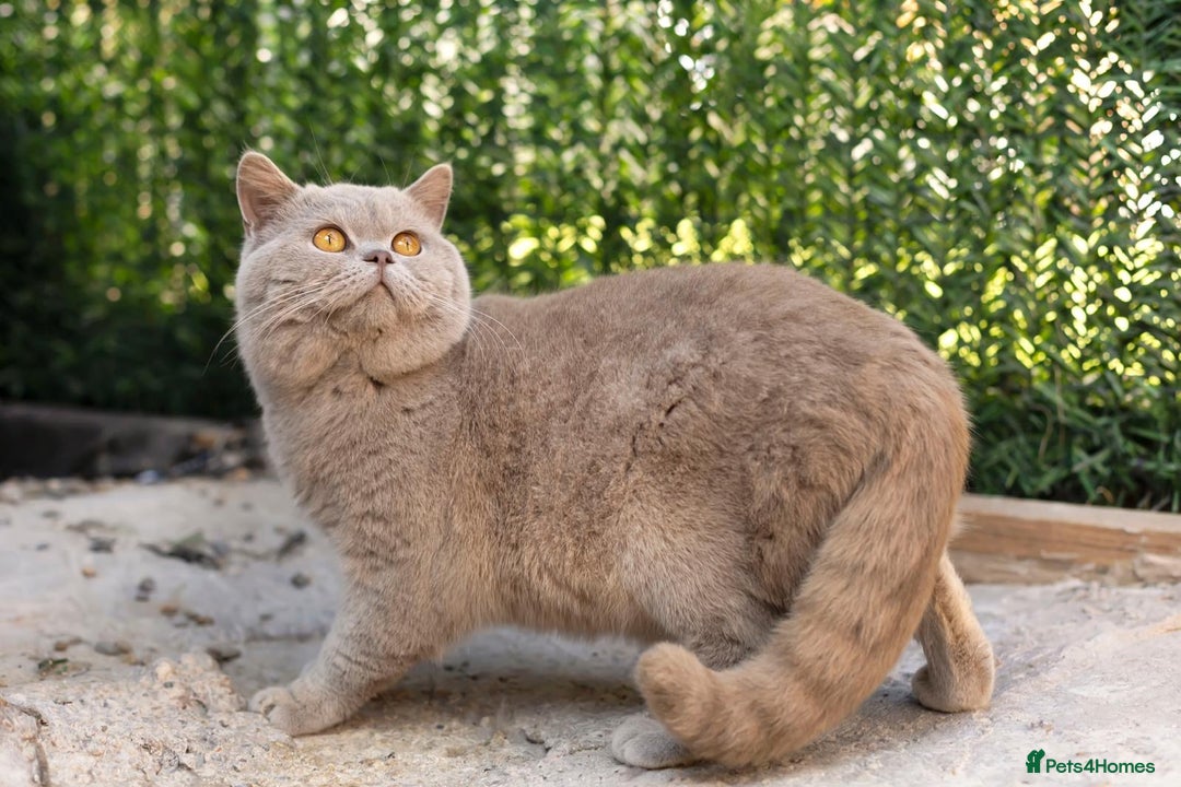 British Shorthair cats for stud: Full BSH Thorn Male. Stud duties Only  in Stockport - Image 5