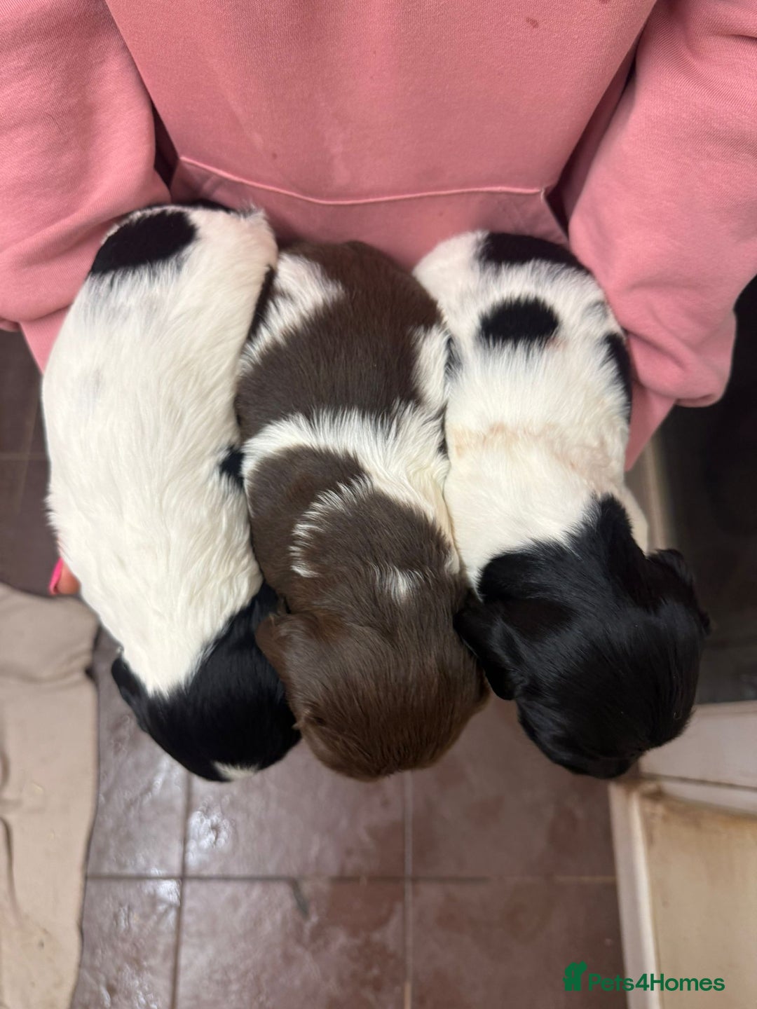 English Springer Spaniel dogs for sale: Kc Registered English Springer Spaniels for sale.  - Advert 4