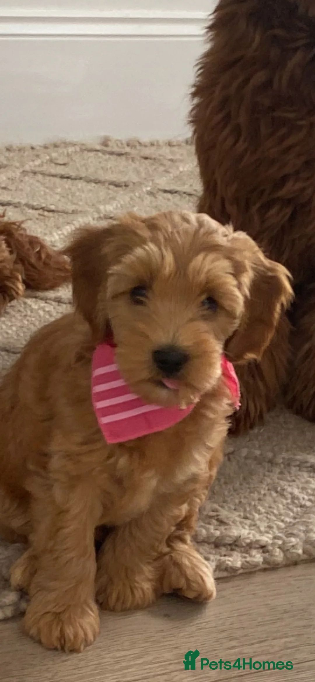 Australian Labradoodle dogs for sale: 1 beautiful girl available  - Advert 2