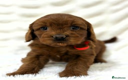 Australian Labradoodle dogs for sale: Red Female Australian Labradoodle Ready 22/10/25 - Image 5