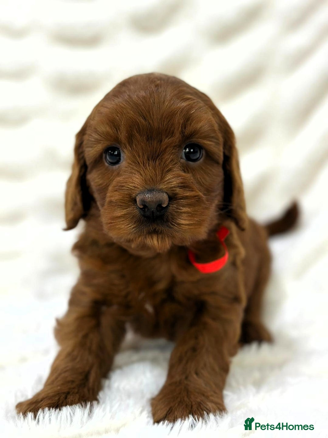 Australian Labradoodle dogs for sale: Red Female Australian Labradoodle Ready 22/10/25 - Image 5