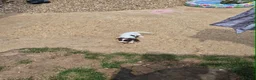 English Springer Spaniel dogs for sale: Springer spaniel puppies for sale  - Advert 14