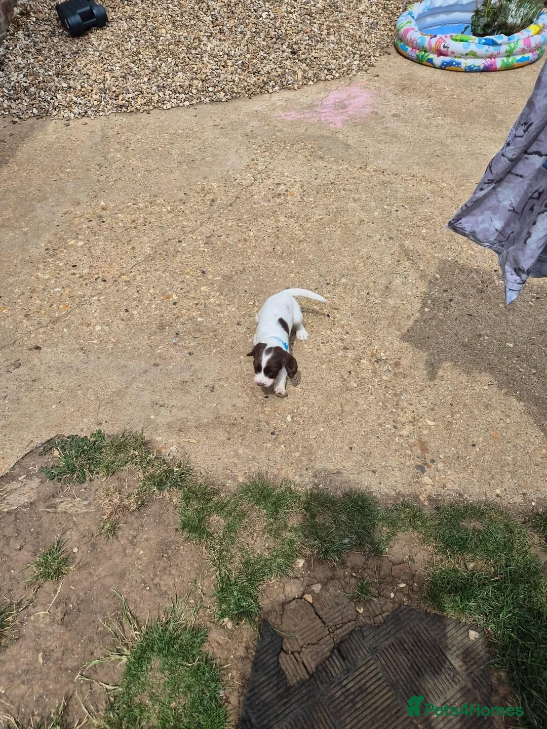 English Springer Spaniel dogs for sale: Springer spaniel puppies for sale  - Advert 14