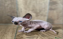 Sphynx cats for sale: Kittens sphinx Canadian girl blue eyes  - Image 21