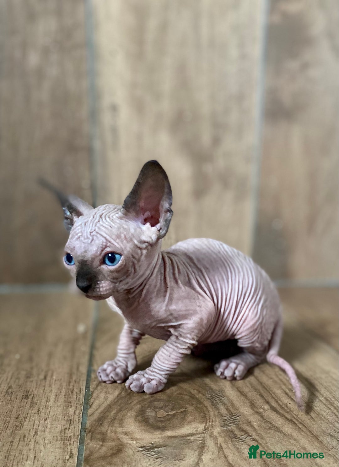 Sphynx cats for sale: Kittens sphinx Canadian girl blue eyes  - Image 21
