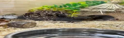 Quail poultry for sale: Button Quail  - Advert 5