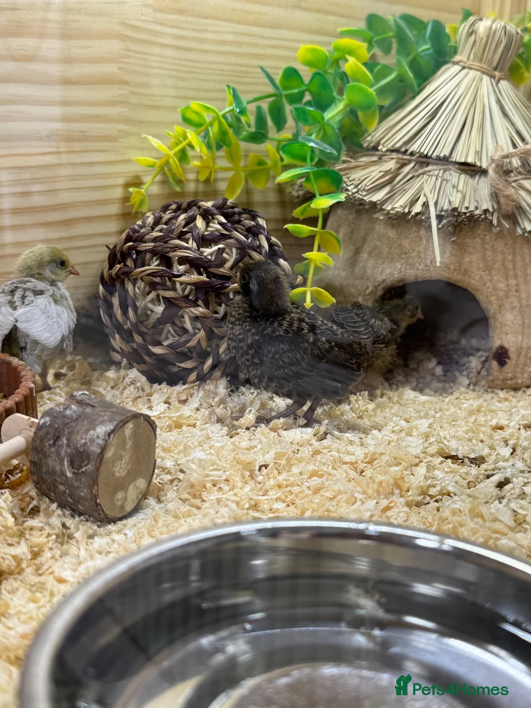 Quail poultry for sale: Button Quail  - Advert 5