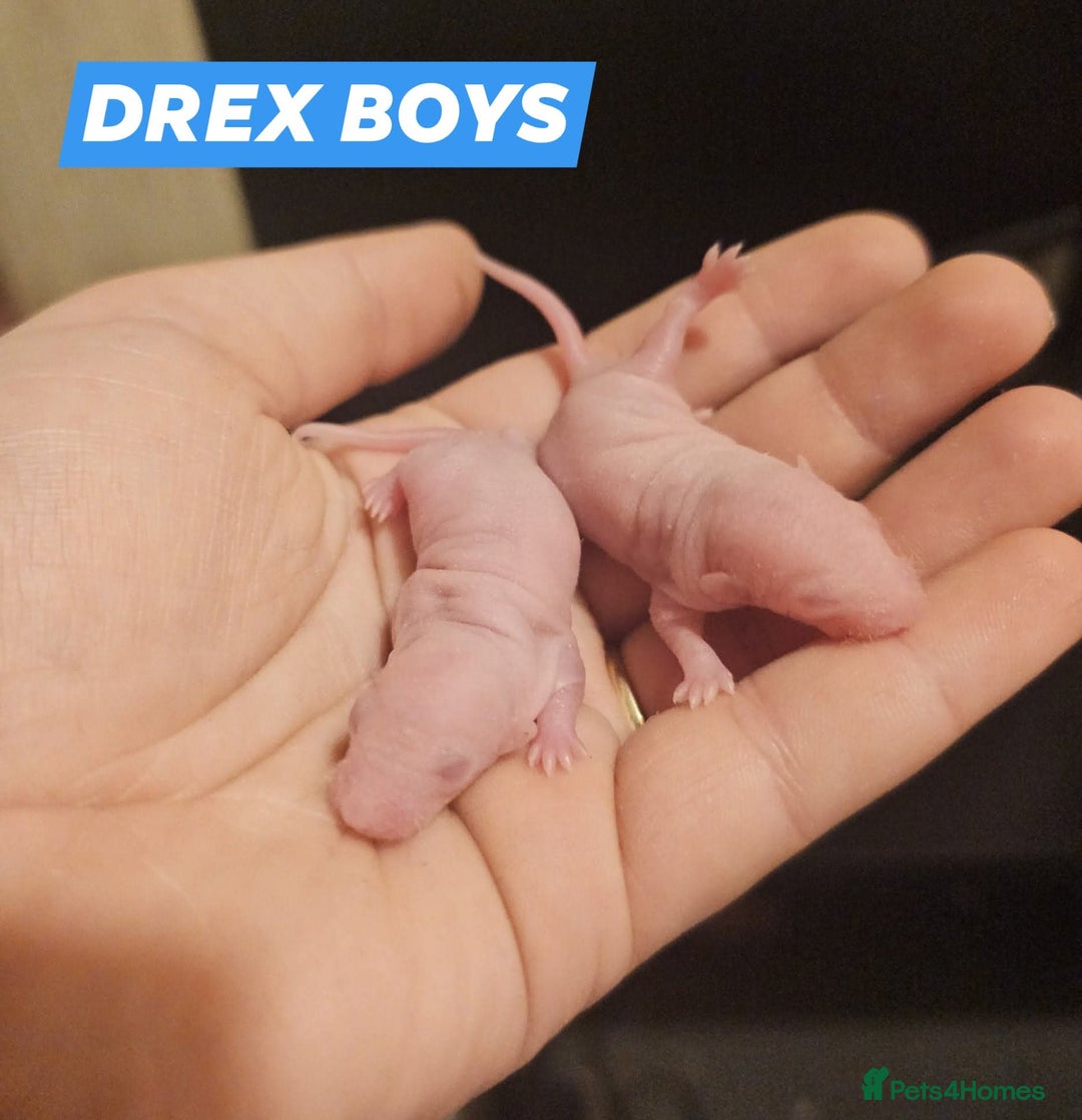 Rat rodents for sale: Baby Rats ~ Rex, Double Rex, Smooth and Dumbo - Image 3