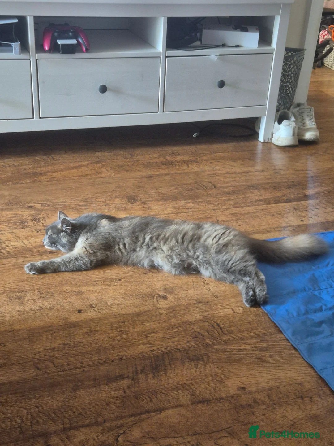 Mixed Breed cats for sale: 3 x fluffy grey and 1 champagne/cream kitten in Yelverton - Advert 1
