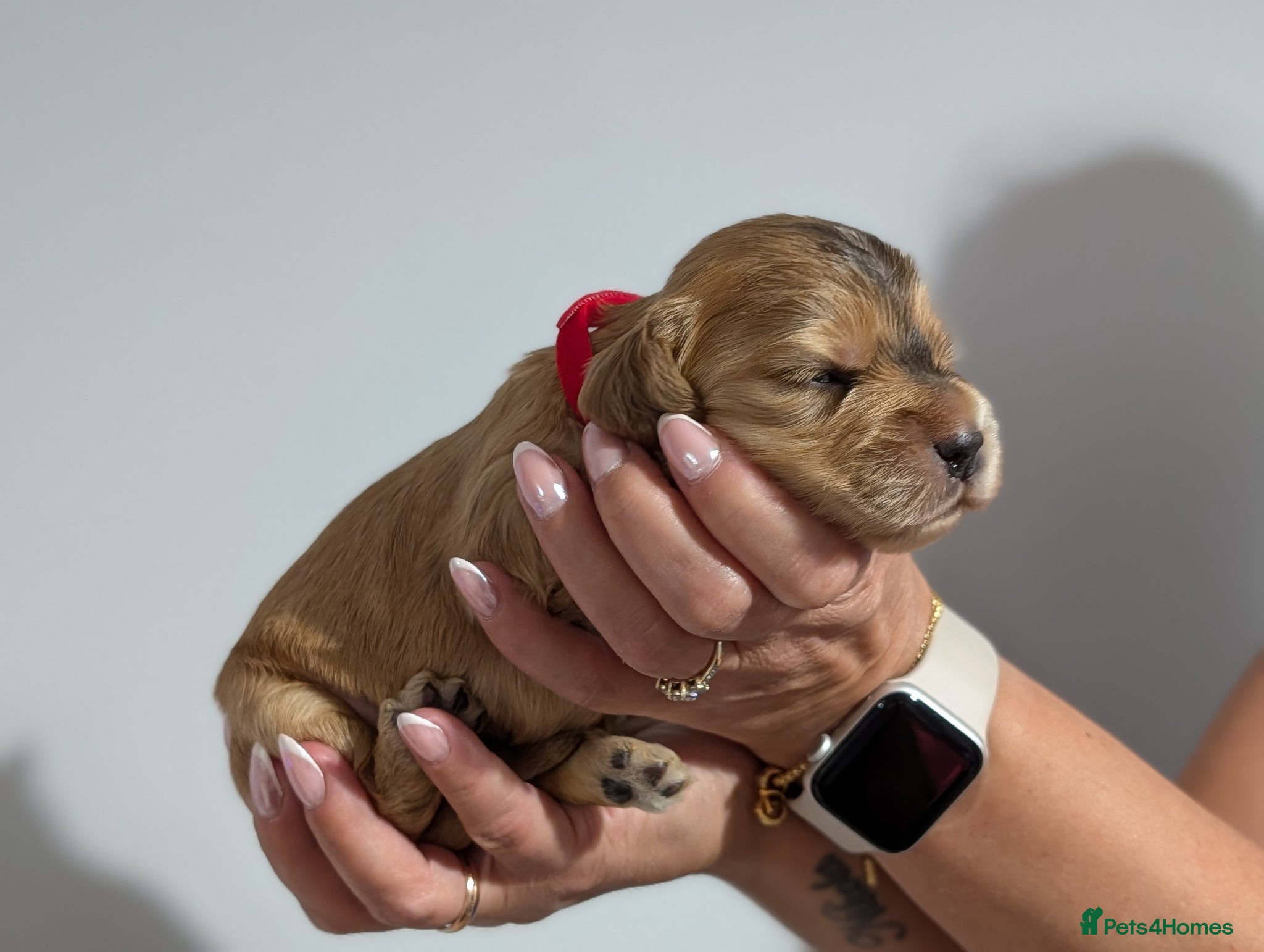 Cocker Spaniel dogs KC Reg Show Type Cocker Spaniel Puppies DNA Tested - Advert 5