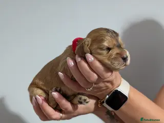 Cocker Spaniel dogs KC Reg Show Type Cocker Spaniel Puppies DNA Tested - Advert 5