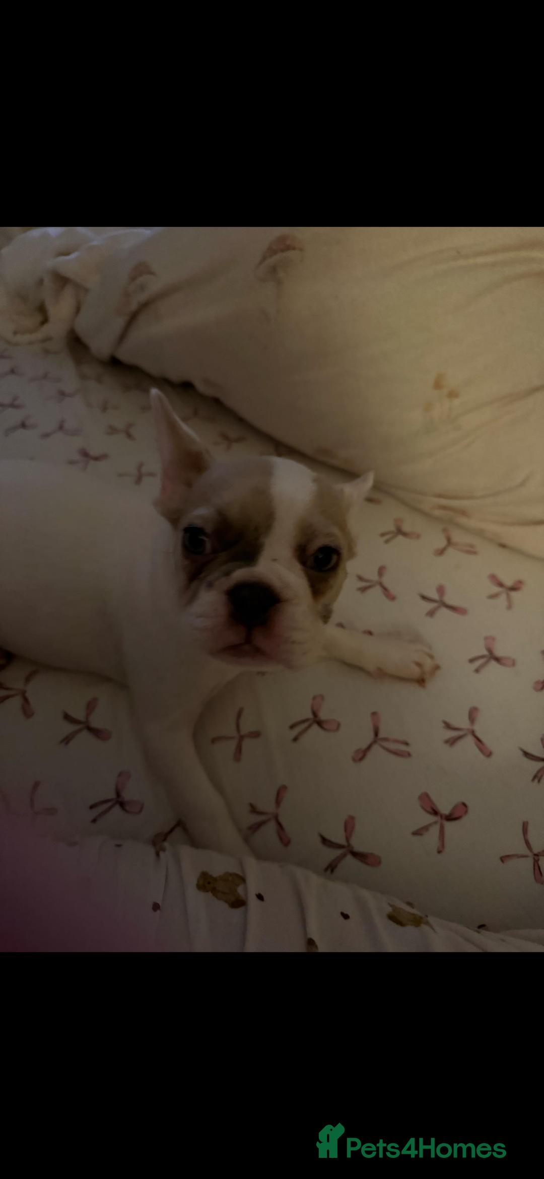 French Bulldog dogs for sale: Opal the French bulldog - Advert 8