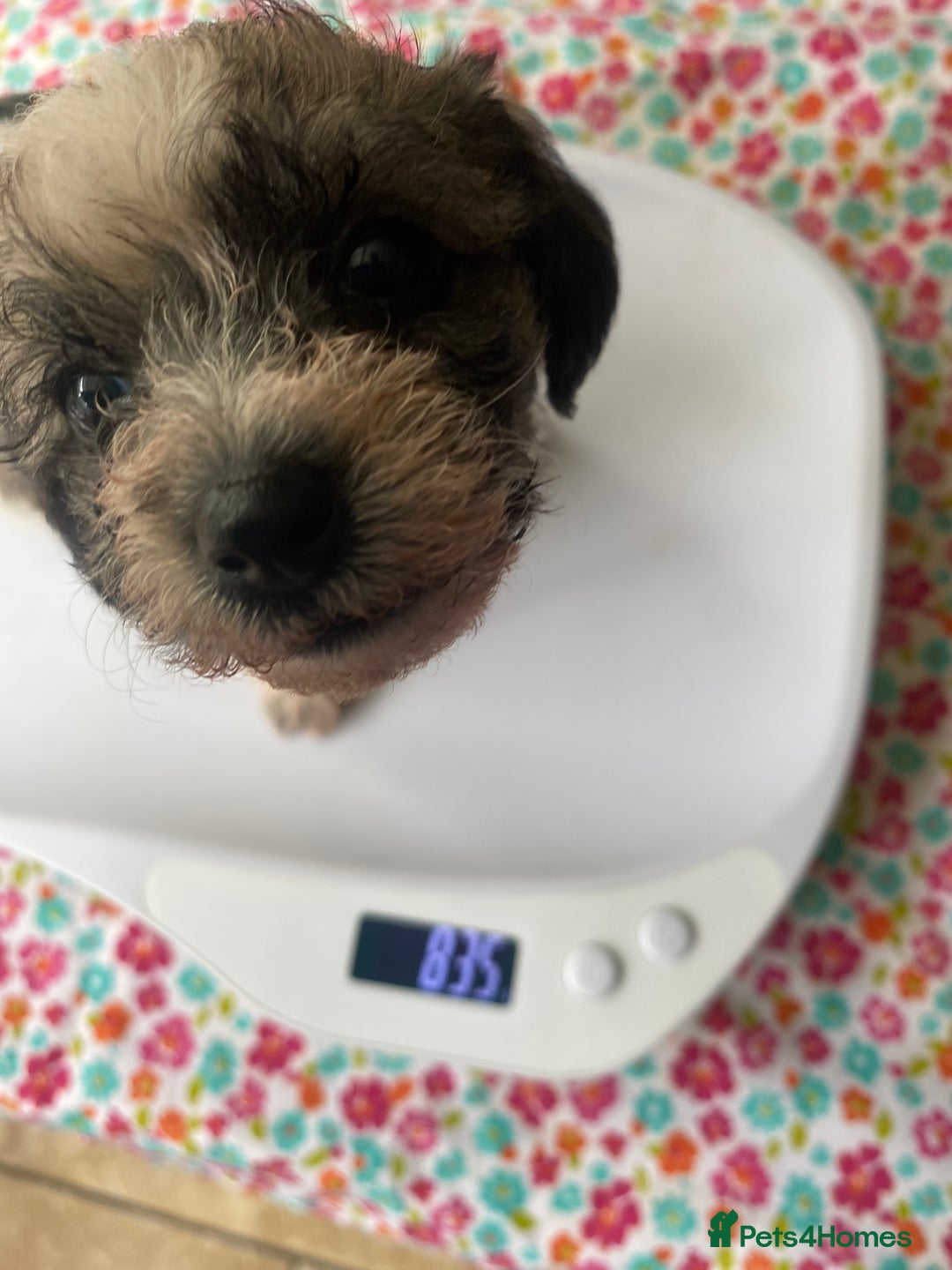 Mixed Breed dogs for sale: Doxie - chon puppies for sale - Image 8