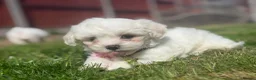 Maltese dogs for sale: Maltese puppies ready now - Advert 10