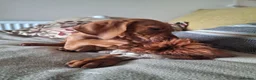 Hungarian Vizsla dogs for sale: Hungarian Vizsla puppies 1 girl and 1 boy - Advert 13