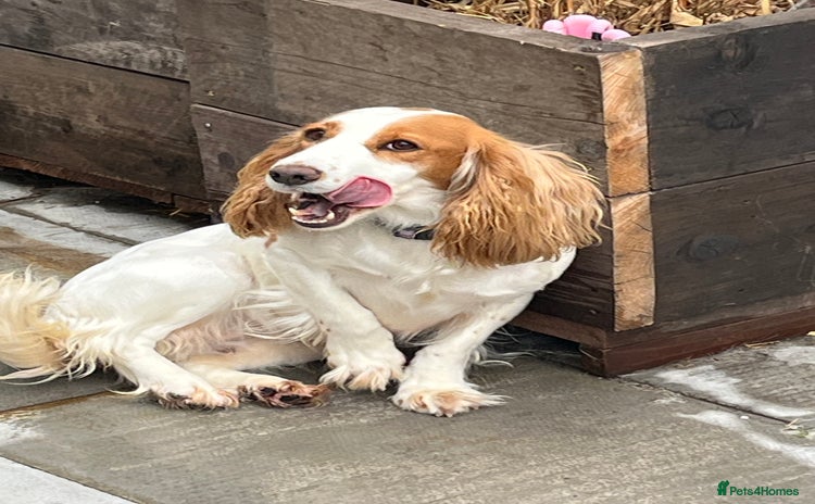 Cocker Spaniel dogs - Advert 2