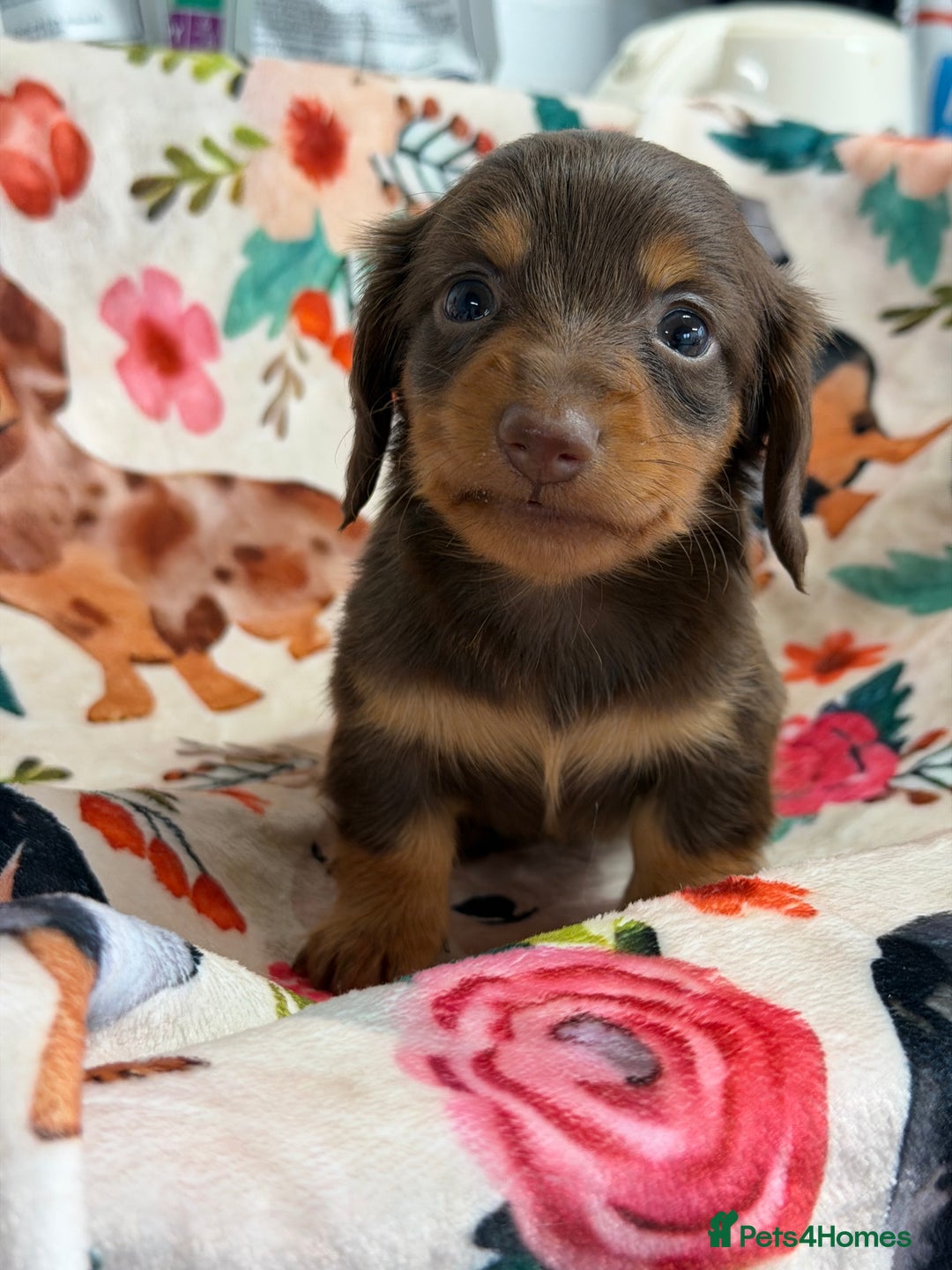 Miniature Dachshund dogs for sale: 2 left Long haired mini dachshund pups  - Advert 4