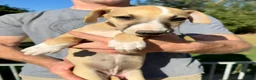 Whippet dogs for sale: READY TO GO - Healthy, well-bred, KC Whippet pups - Advert 16