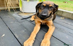 Mixed Breed dogs for adoption: Clover (Shepherd/Hound mix) - Image 7