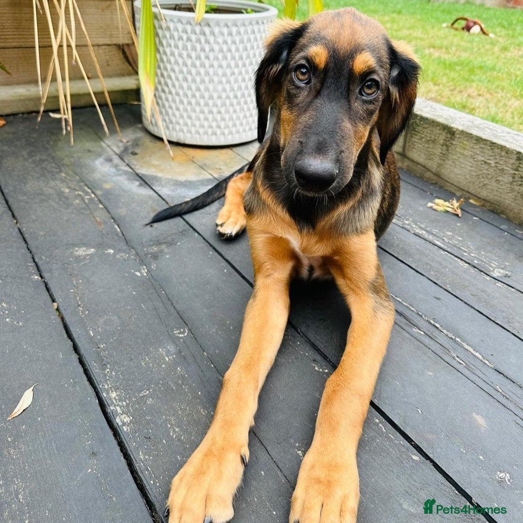 Mixed Breed dogs for adoption: Clover (Shepherd/Hound mix) - Image 7