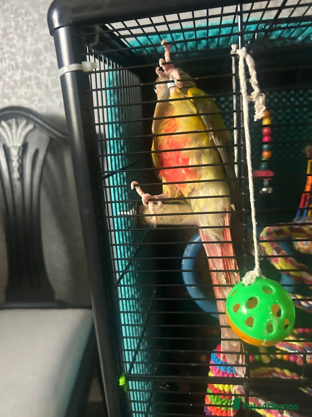 Conures birds for sale: Pineapple Conure  - Advert 2