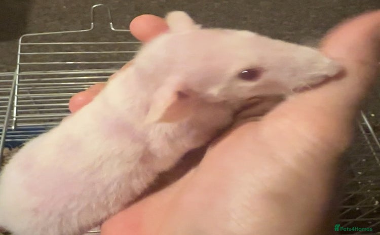 Rat rodents - Advert 1