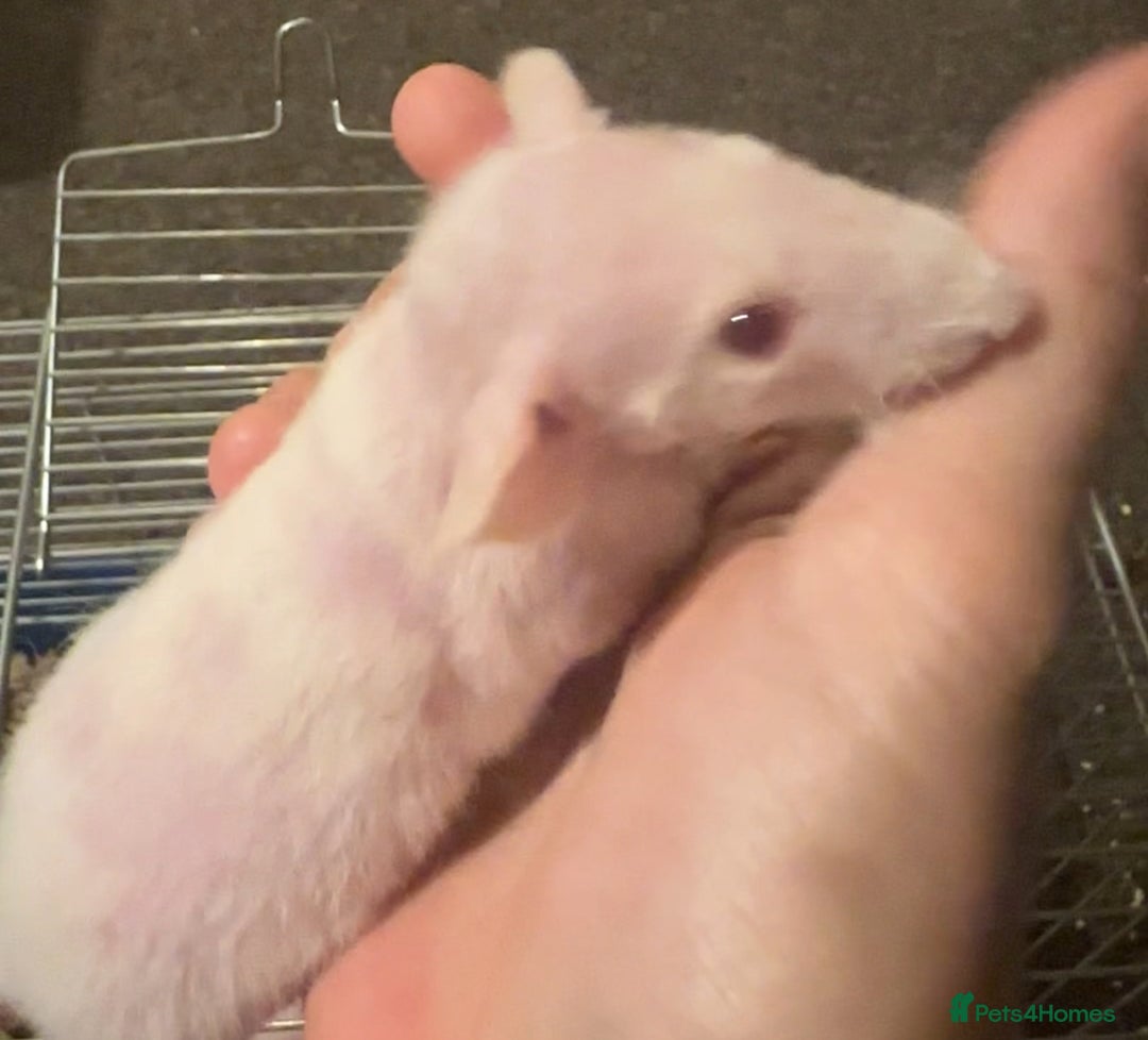 Rat rodents for sale: Male rats  - Image 1